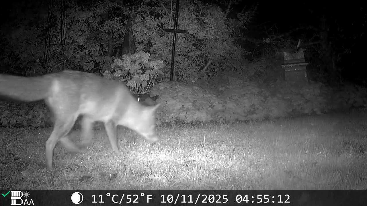 Fox Shed Watch - 1st - 20th November 2025