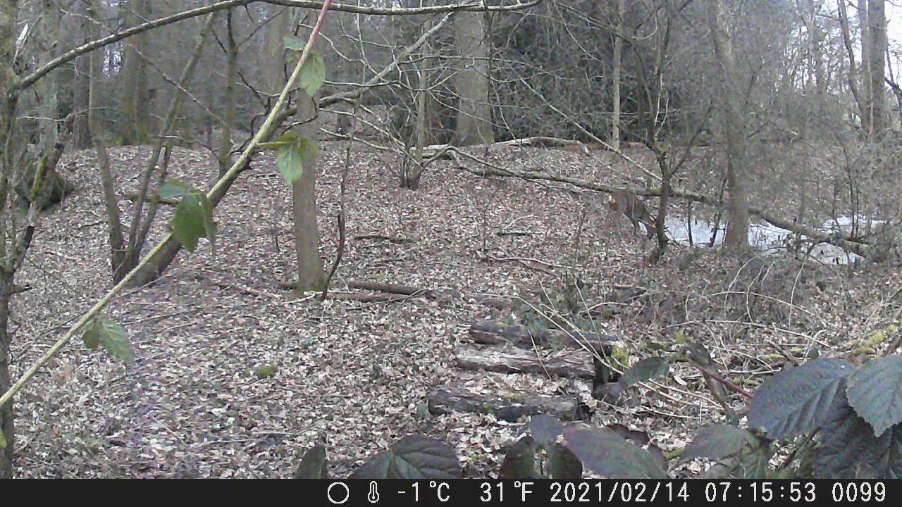 MALE ROE DEER [ PLM WILDLIFE ]