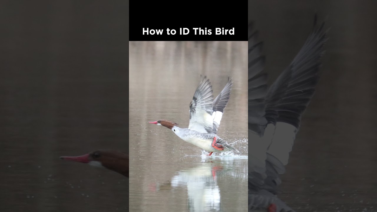 Common Merganser (female) identification example