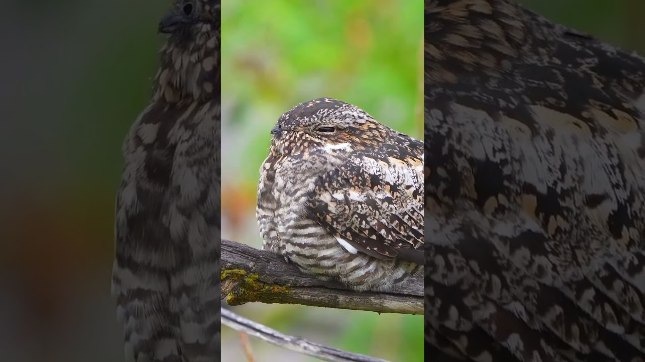 common nighthawk (Chordeiles minor)