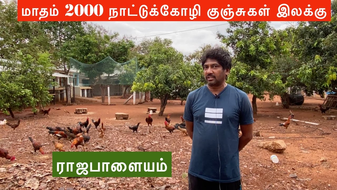 Monthly 2000 chicks target | Start country chicken farm | JayaVi Country Chicken Farm