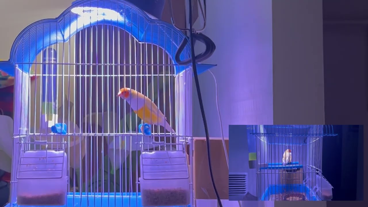 Little bird