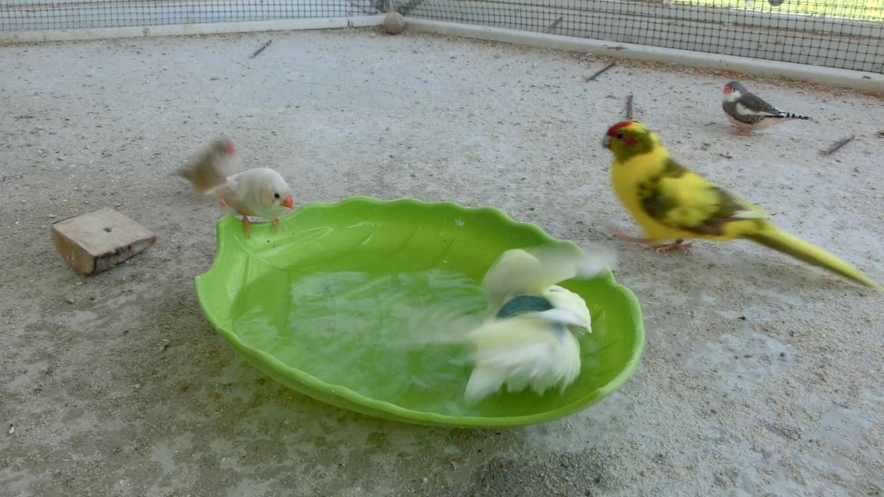 Ziegensittiche baden mit Wellis und Zebrafinken