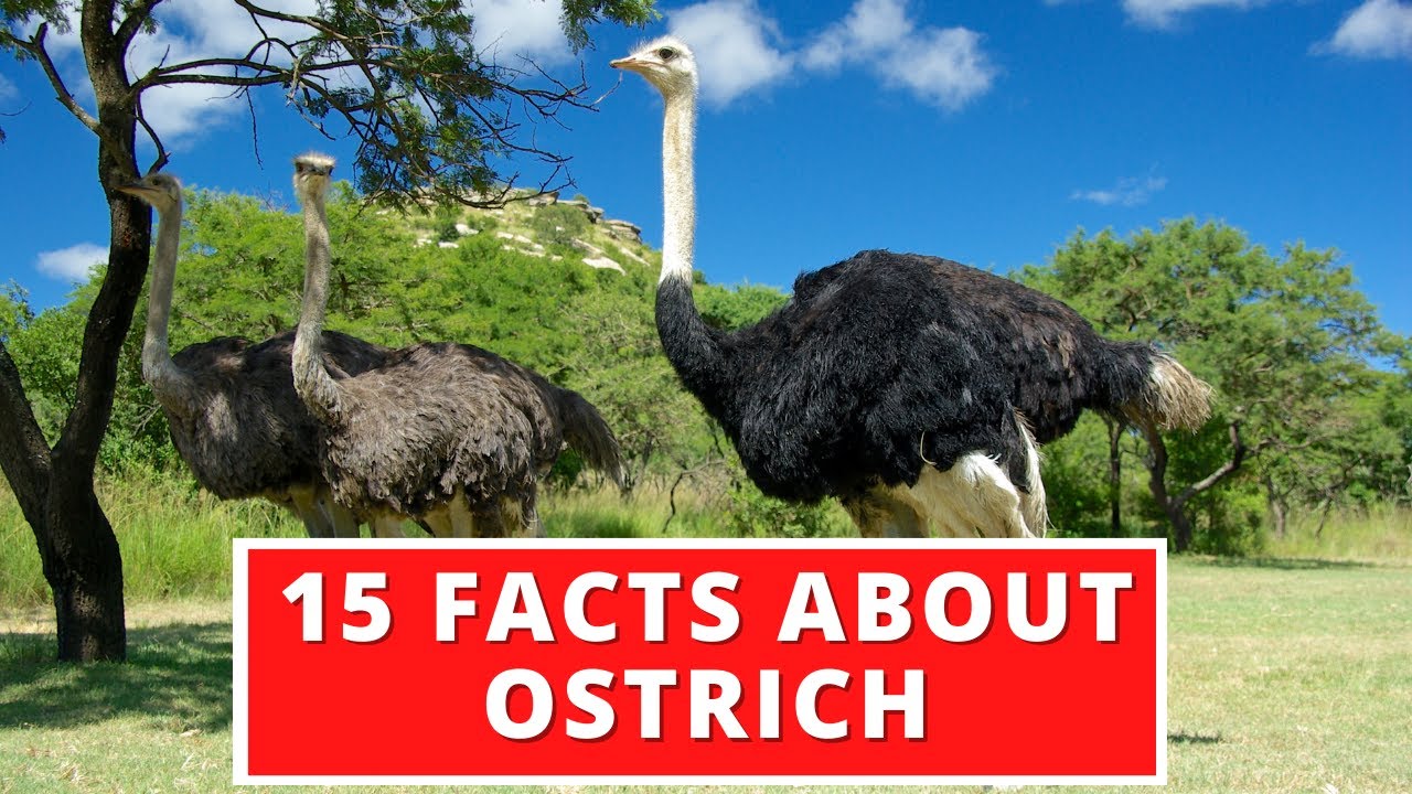 15 Interesting Facts About Ostrich