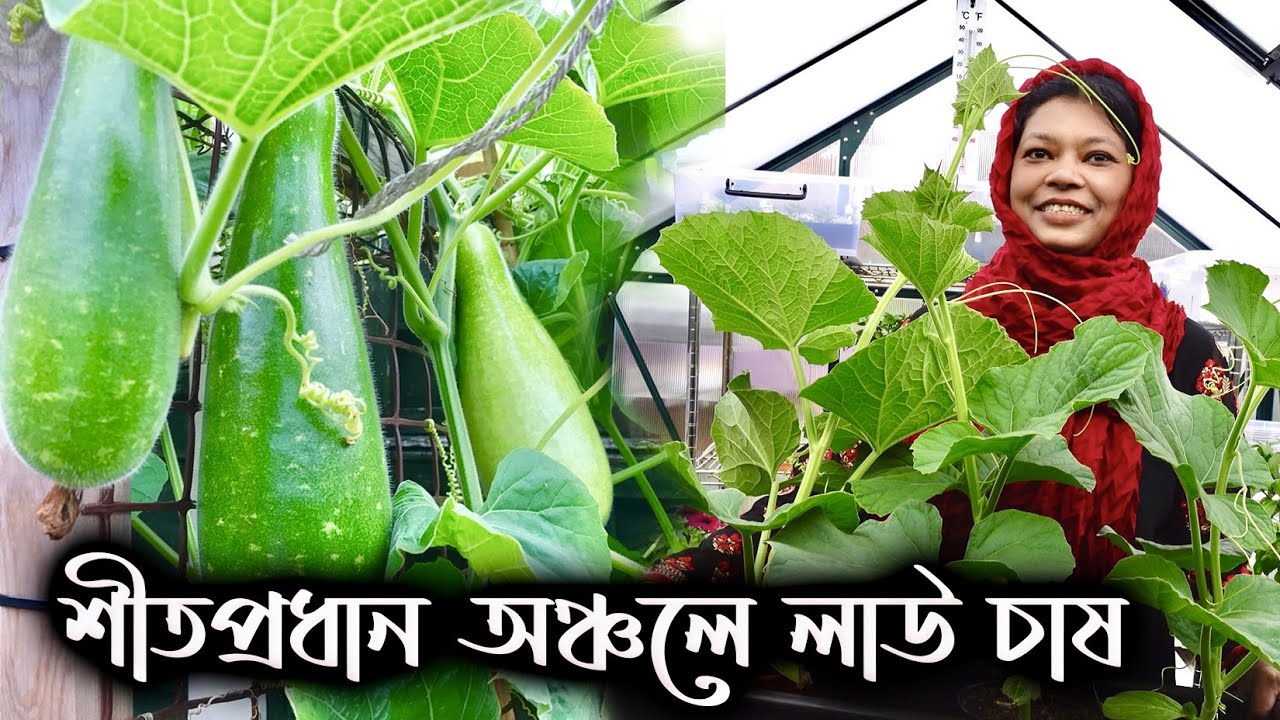 শীতপ্রধান দেশে সফলতার সহিত লাউ চাষ Tips & Tricks Growing Bottle Gourd in Colder Country