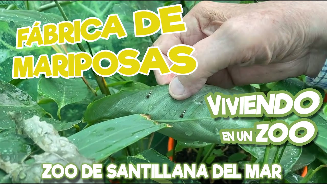 Fábrica de mariposas