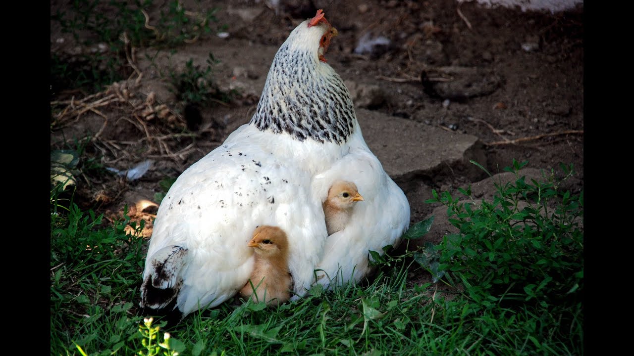 小鸡的叫声 The cry of a chicken