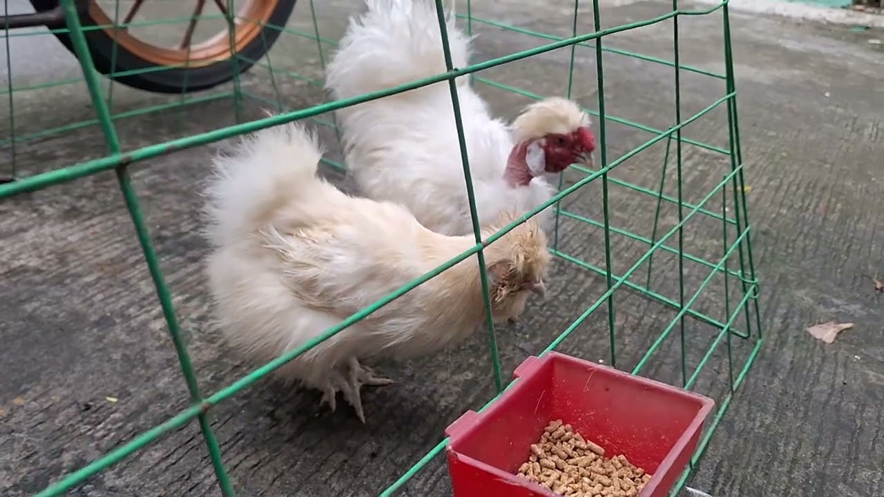 US Silkies by freetime farmer