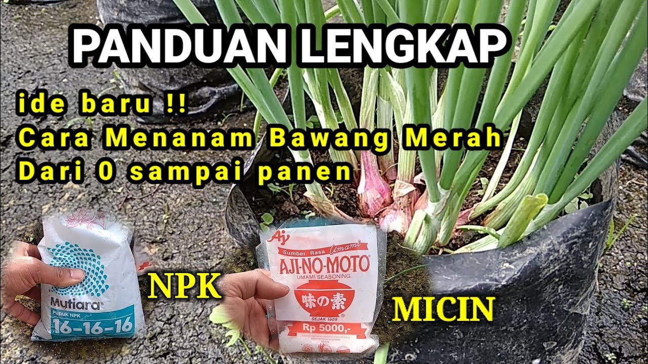 Ide Baru !! Cara Tanam Bawang merah dengan MICIN & NPK secara terpisah