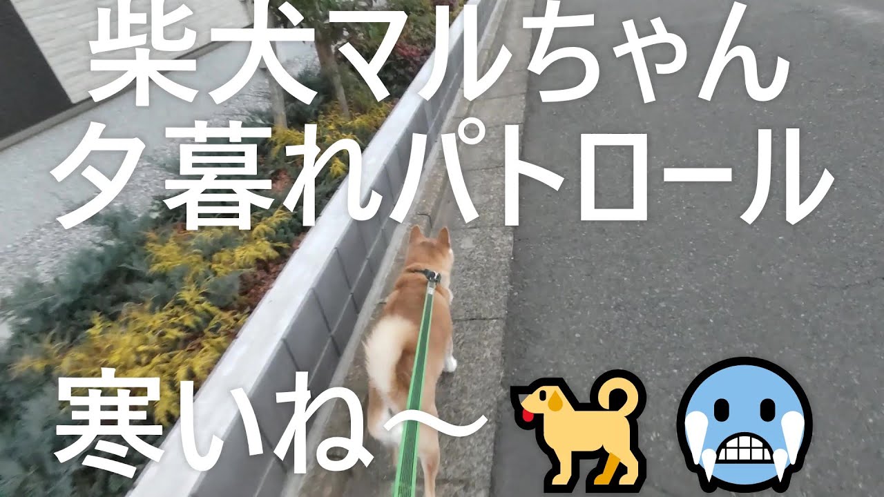 柴犬マルちゃん　夕暮れのパトロール🐕‍🦺🚶‍♂️　寒いね～😂🥶   #shibainu Maru-chan