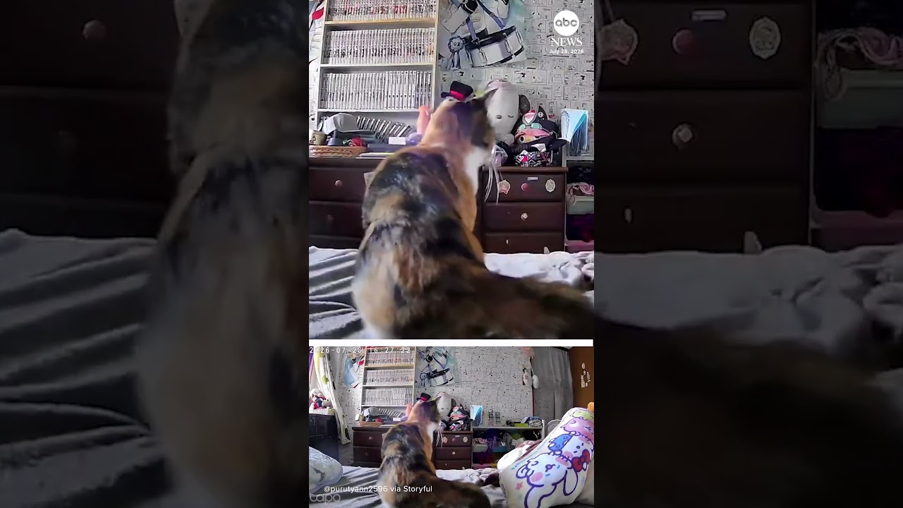 Cat leaps from bed moments before earthquake rocks Japan