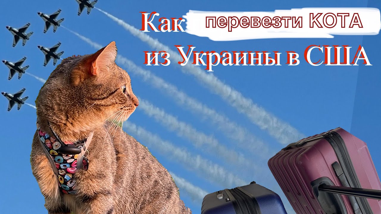 как перевезти кота из Украины в США