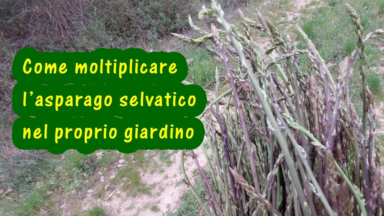 Come coltivare gli asparagi selvatici / Asparago selvatico (Asparagus acutifolius)