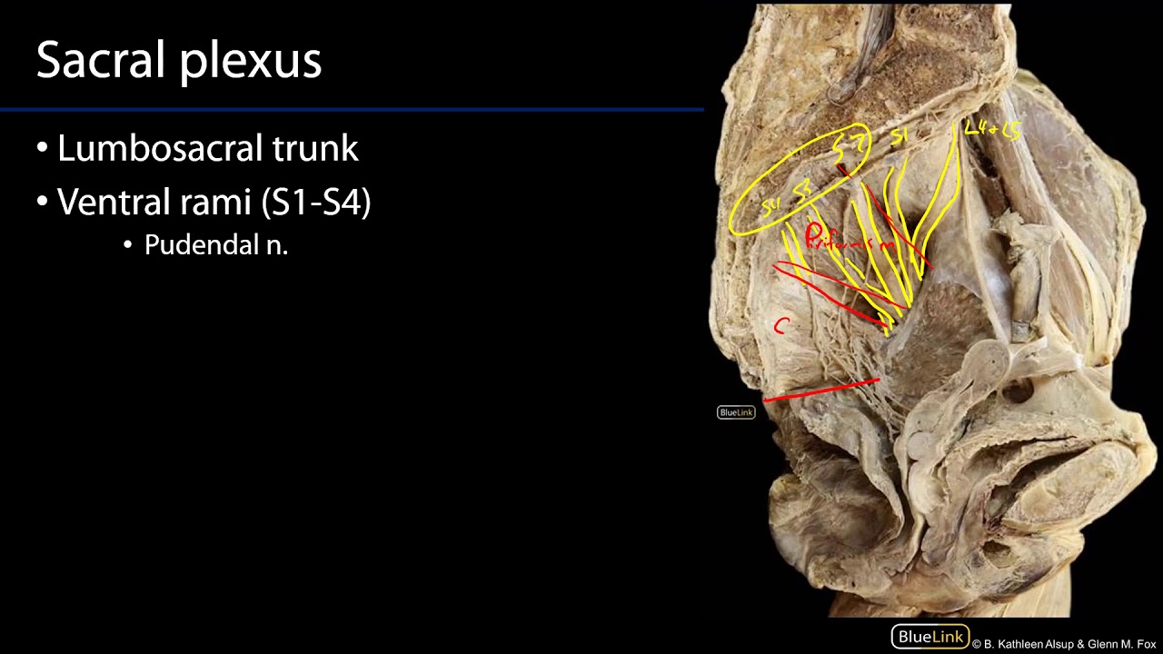 Sacral Plexus and Pudendal Nerve M1 Perineum SDV