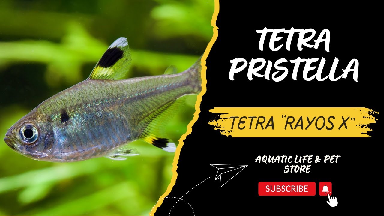 TETRA PRISTELLA / TETRA RAYOS 