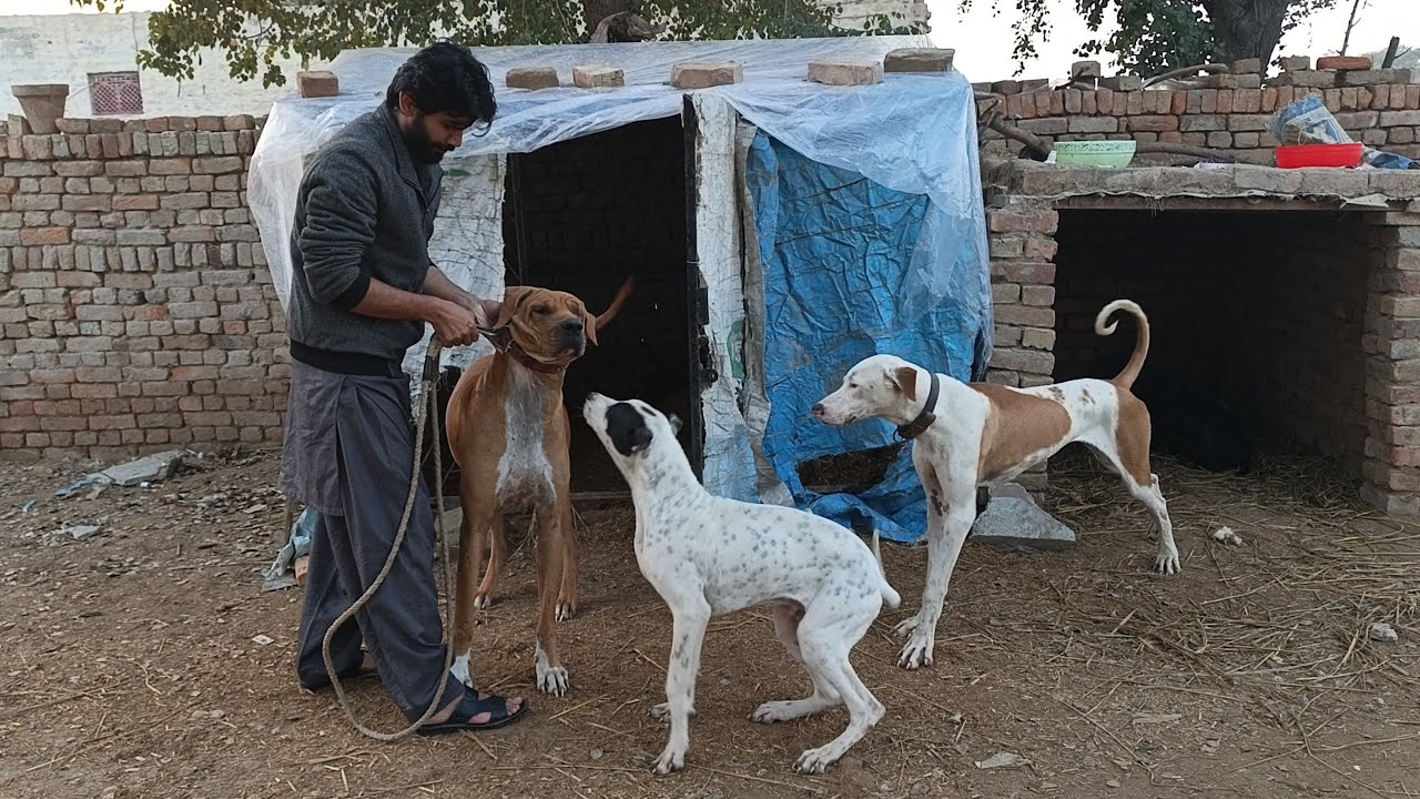 Big Match Training Start. Bully Pet Dogs . Bully Badale Dog . petBully . pakistan vs Amercian Bully 