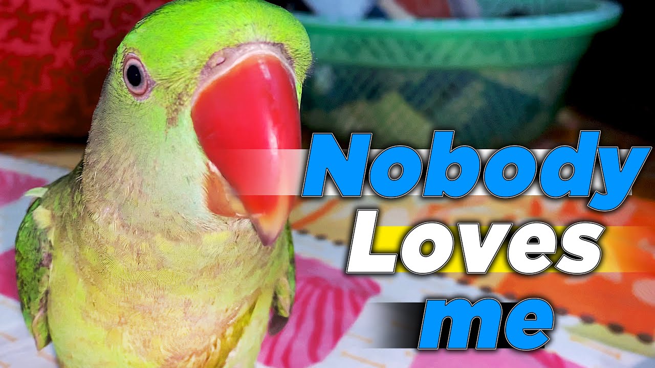 Baby Bird ko Self feeding par kayse laye || Tutu's Vlog #48