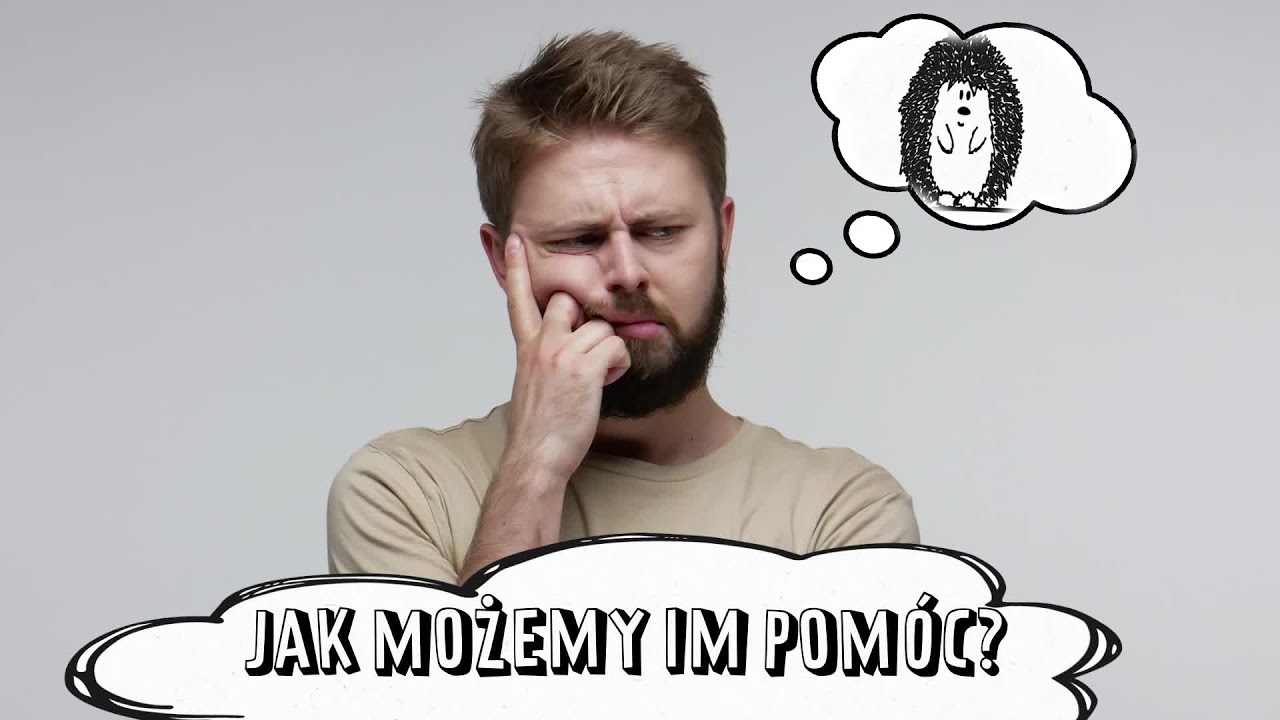 Do roku 2025 jeże mogą całkiem wyginąć! Dlaczego?