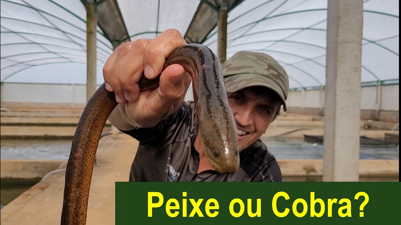 Isto é um peixe ou uma cobra?? conheça o Mussum/Piramboia