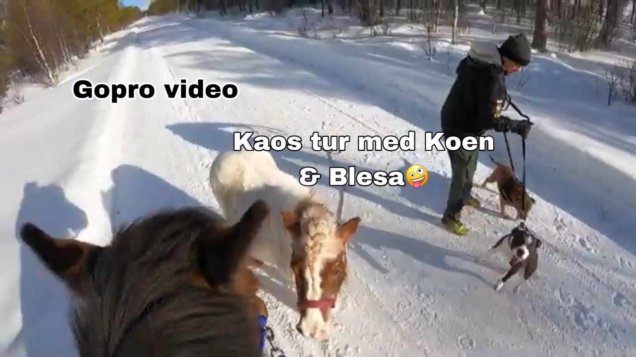 kaos tur med kosen og Blesa🤪 gorpo video. dag #3/5