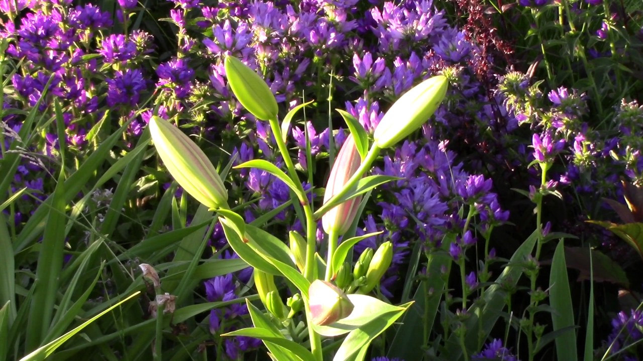 Flower Garden Tour: Everyone Can Grow A Garden #22