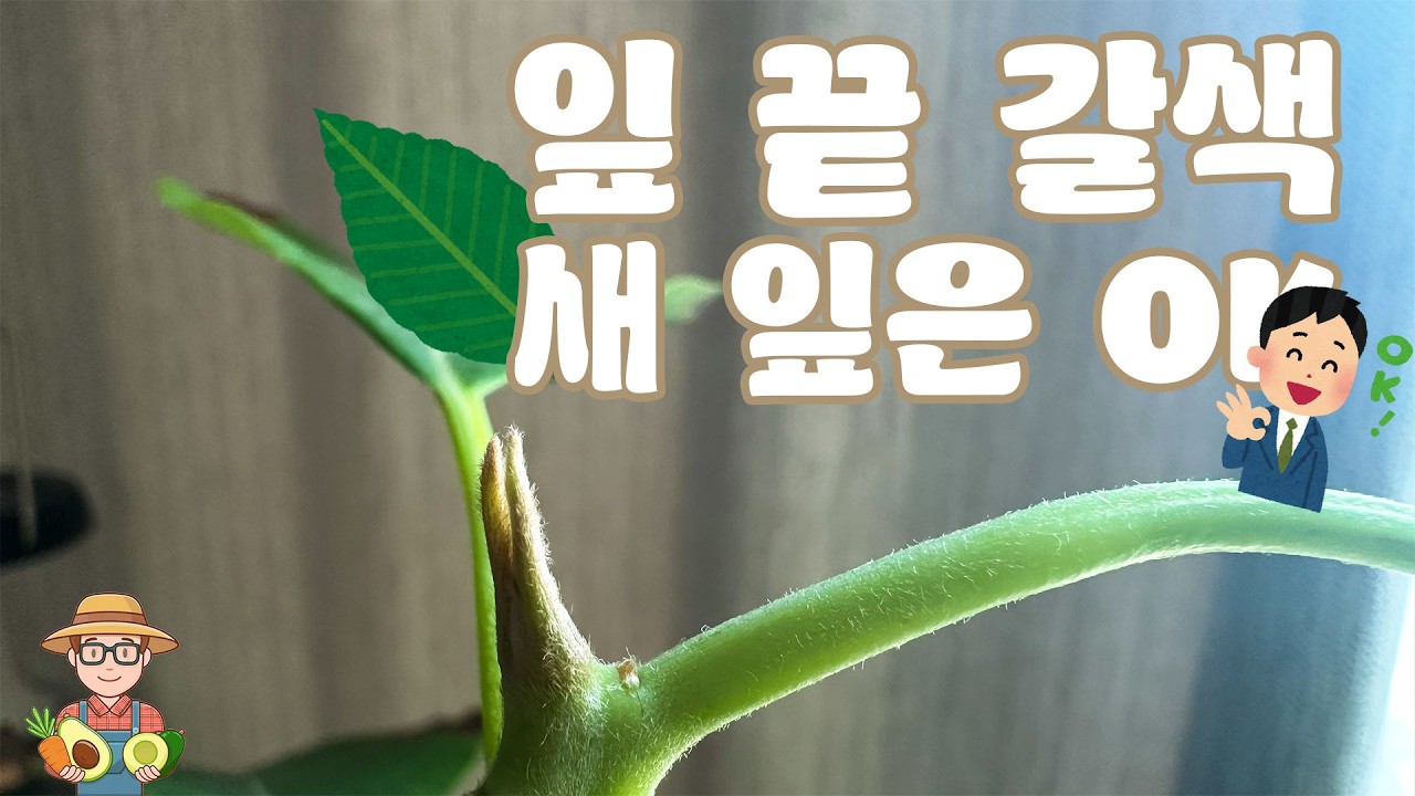 아보카도 89주차: 지루할 정도로 평온한 관찰, 새 잎 성장 중