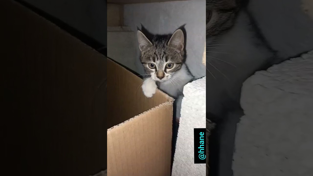 Anne kedi ve bebişleri kartondan evi çok beğendiler  #keşfet #begen #cat #kitten #newvideo #aboneol