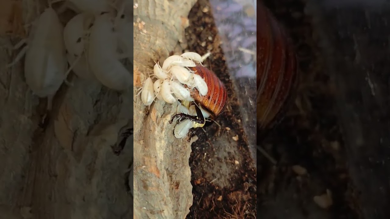Madagaskar Fauchschaben, frisch geschlüpft, #Babys #love #fauchschaben, #käfer #insekten #animals