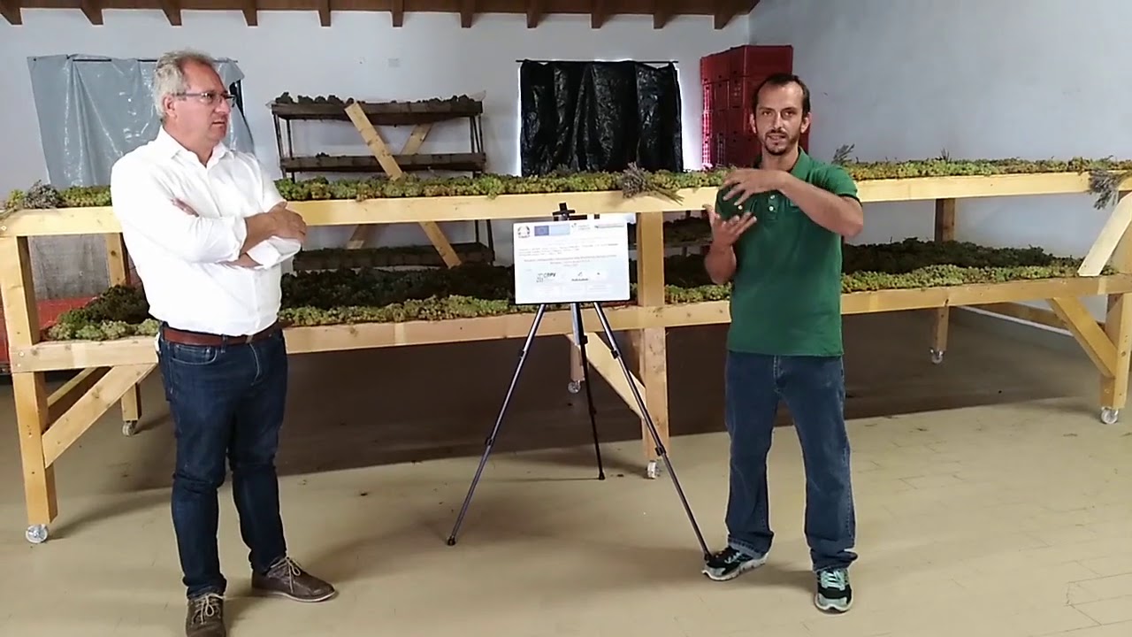 Visita guidata SAL.VA.RE.BIO.VIT.E.R.: produzione del Vin Santo di Vigoleno
