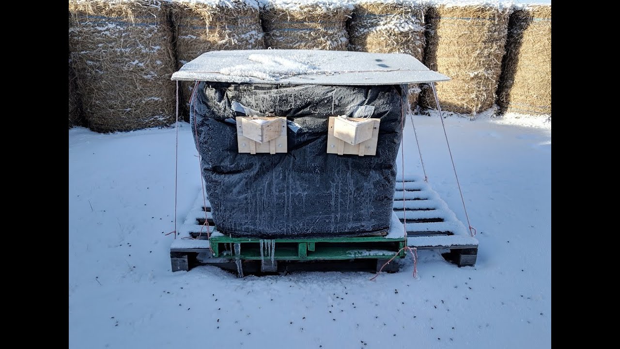 Wrapping Honeybees for a Saskatchewan Winter