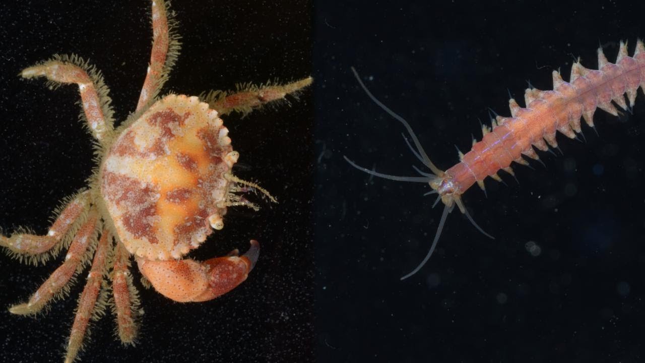 Biodiversity: ARMS Gather Who's Hiding in Puget Sound