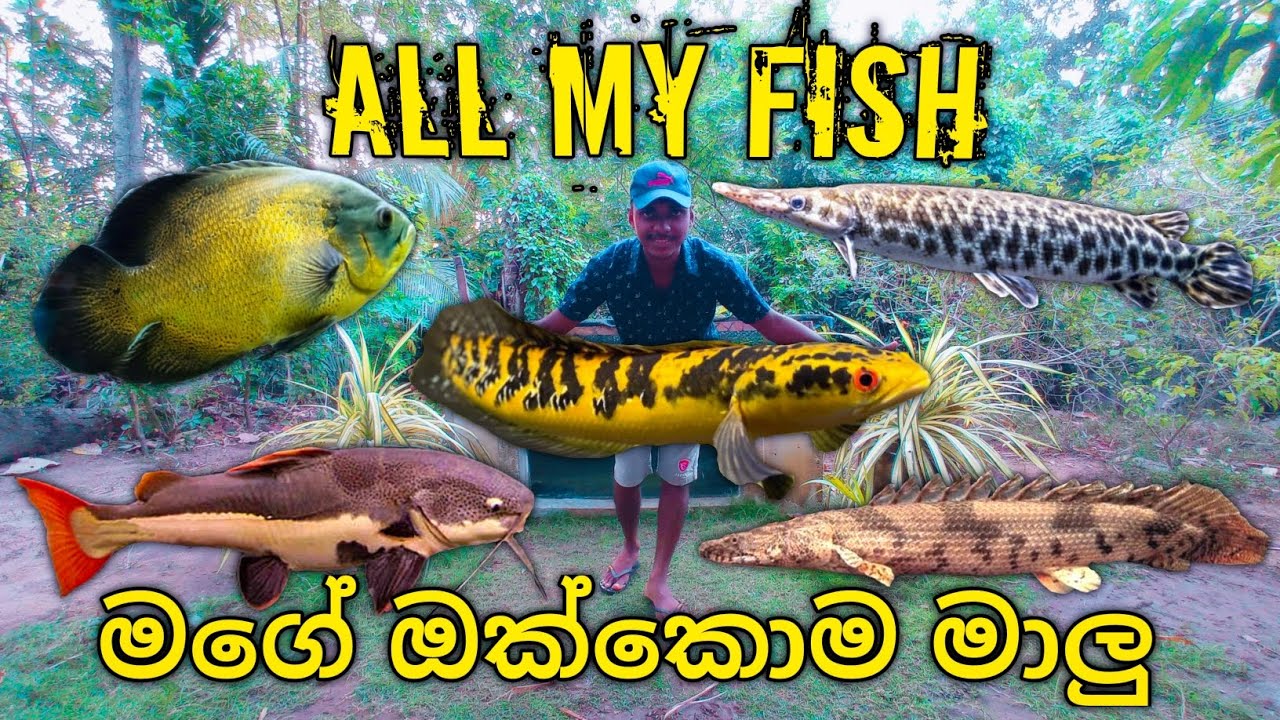 All My Fish and Aquariums !! | මගේ ඔක්කොම මාලු 🐟🌿