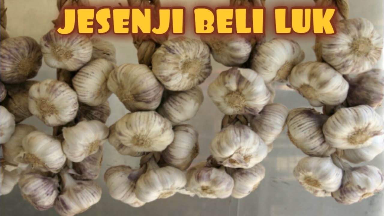 JESENJI BELI LUK - KAKO SE PRAVILNO SADI I NEGUJE