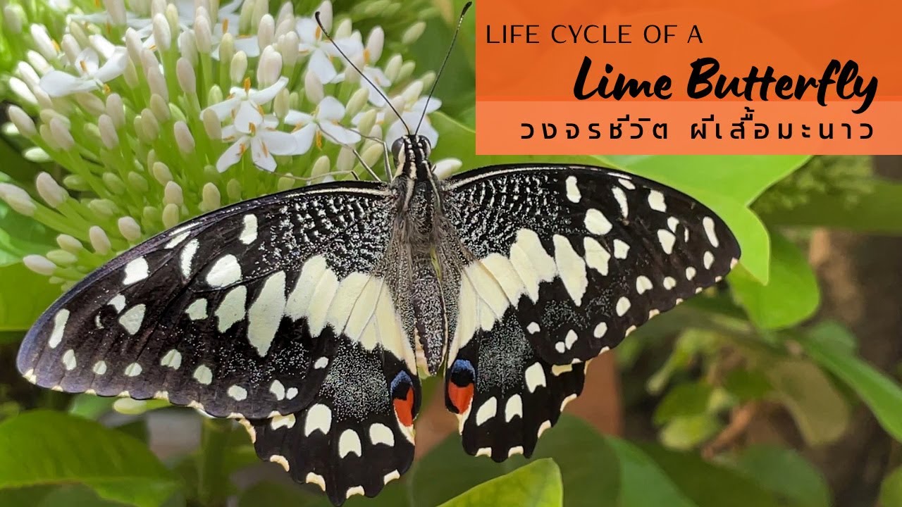 วงจรชีวิตผีเสื้อหนอนมะนาว l Life cycle of Lime Butterfly