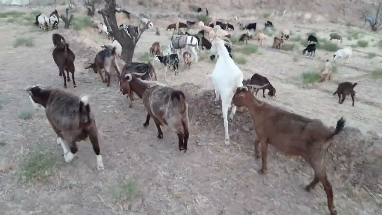گوسفندگوسفند#Herd# گله#چرای گوسفند