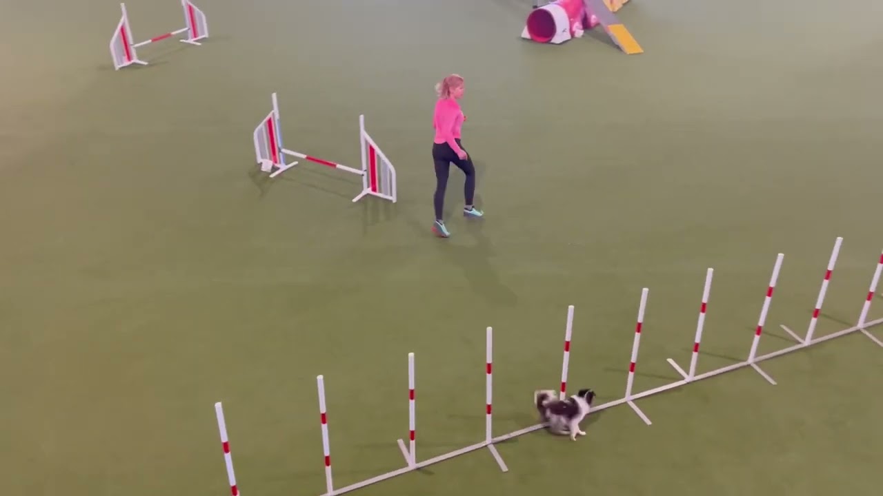 Welle at the Dogflow open 2024