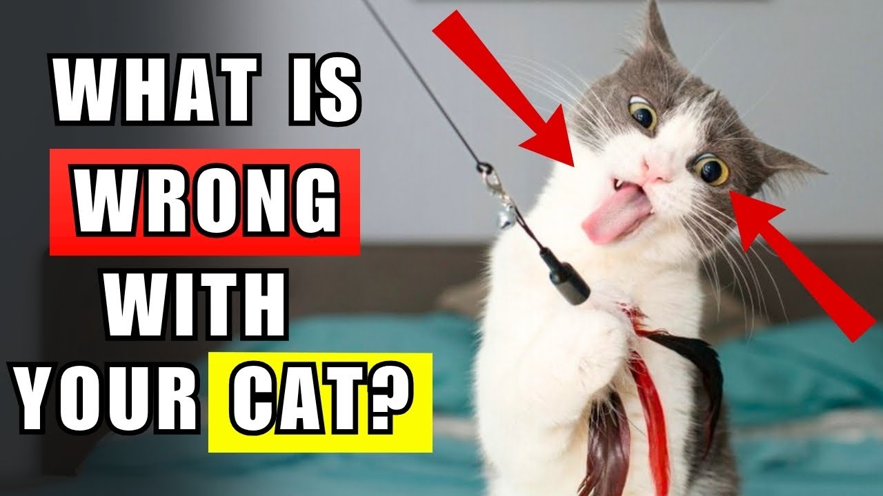 Cats Do The Strangest Things And Here’s Why! 20 Behaviors Explained