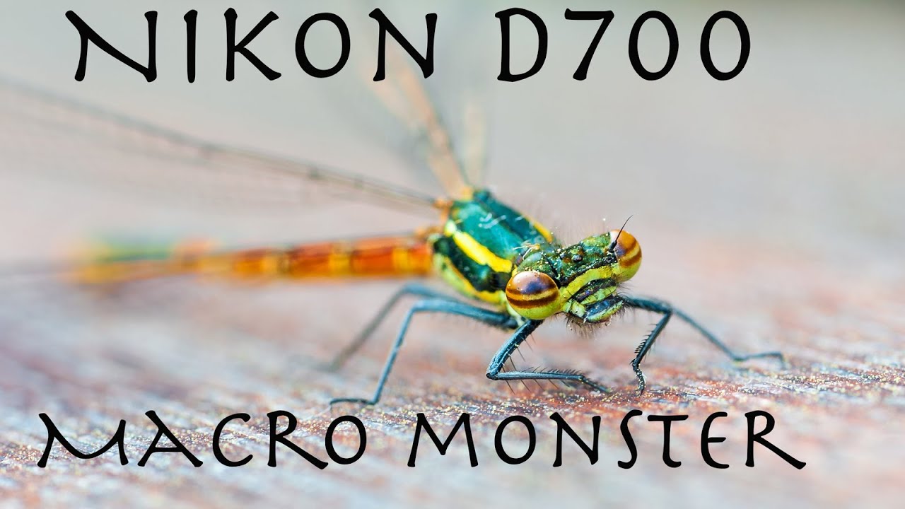 Nikon D700 and Nikkor 105 f2 8D a 2020 MACRO MONSTER
