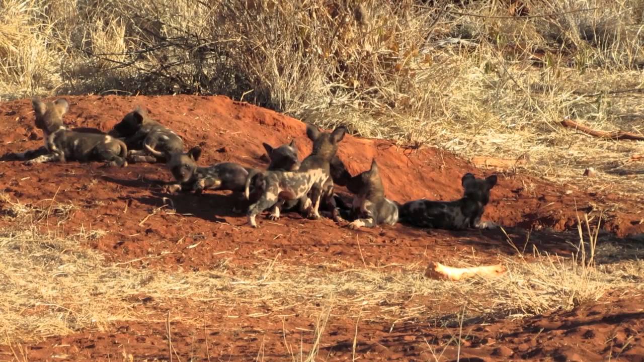 African Wild Dogs with Puppies @ Madikwe Reserve, South Africa