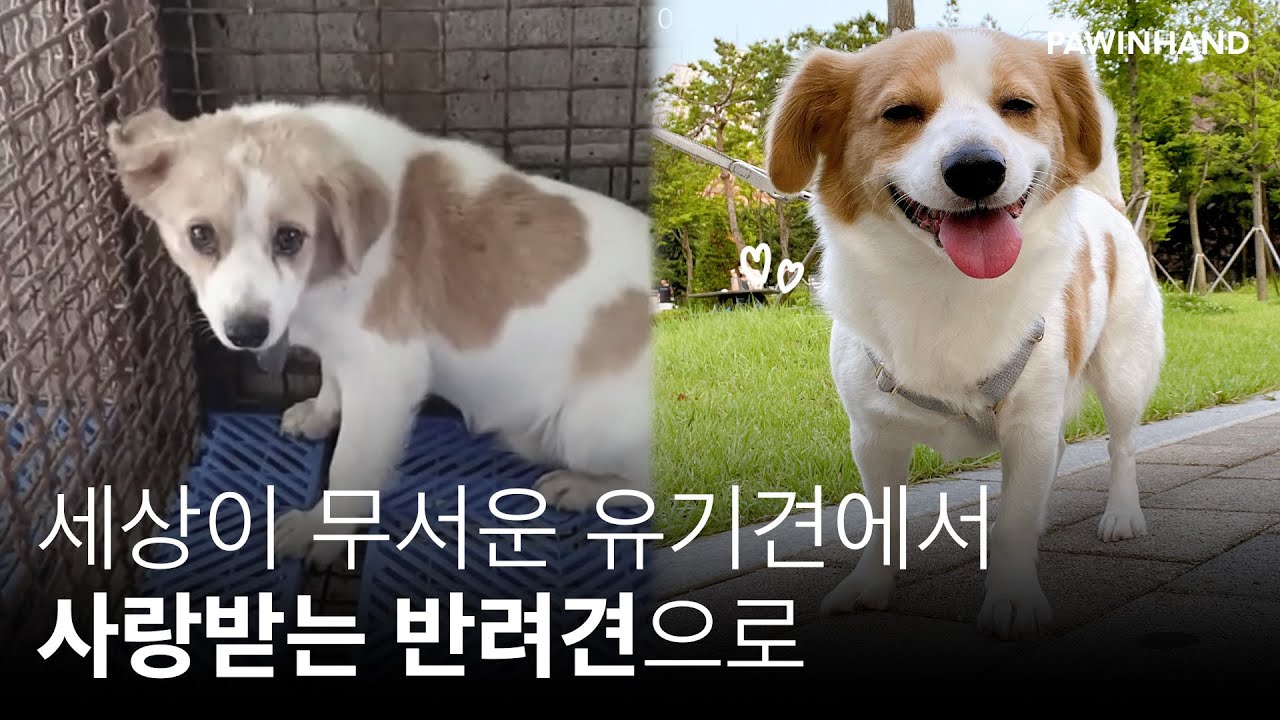 '사랑 충전 중' 구석에서 벽만 보던 유기견이 '사랑'을 받자 이렇게 변했어요!
