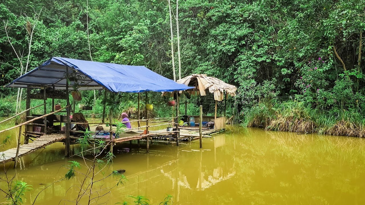 Hidup di desa dayak, tradisi makanan dayak dari sungai ke meja makan, jantung citra rasa kalimantan