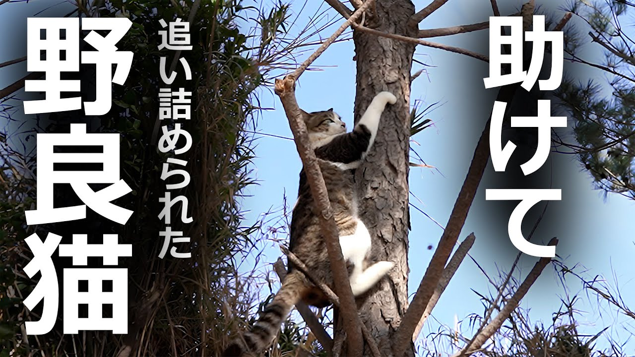 【大乱闘】ブチ切れて木の上まで追いつめたその結果…