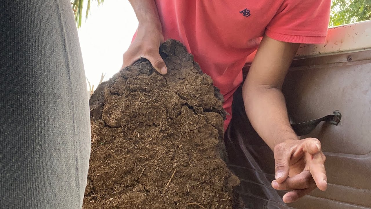 Como preparar composta de estiércol de vaca abono para la tierra plantas y cultivos