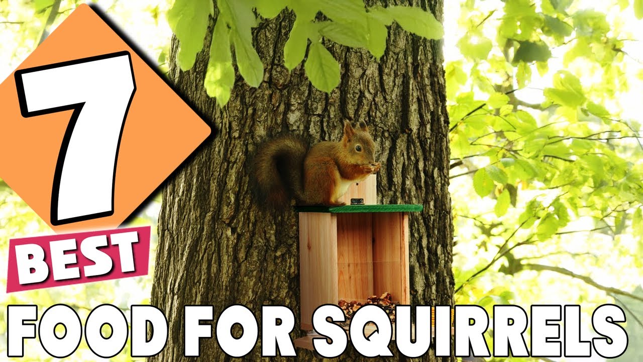 7 Best Foods for Squirrels: Top Picks for a Healthy Diet