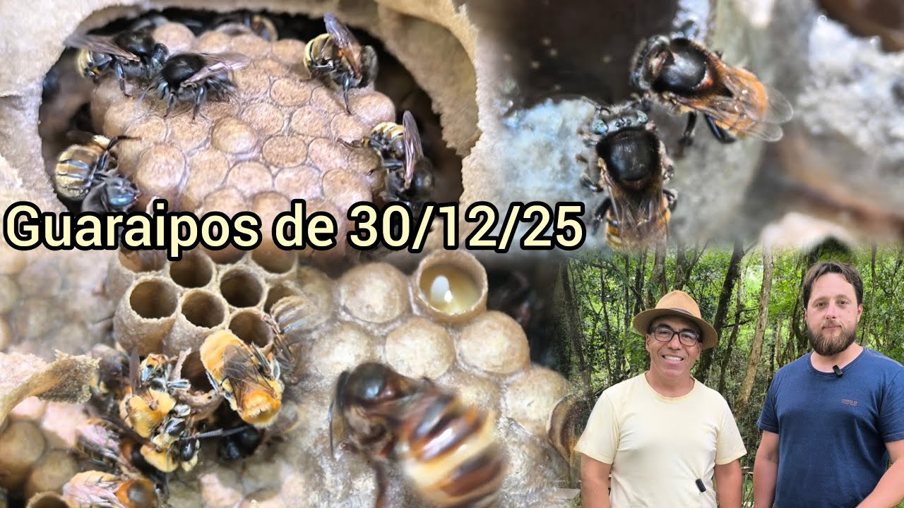 Apresentando as últimas multiplicações de Guaraipos do ano de 2025 para o Master Chef Edu Bacon 