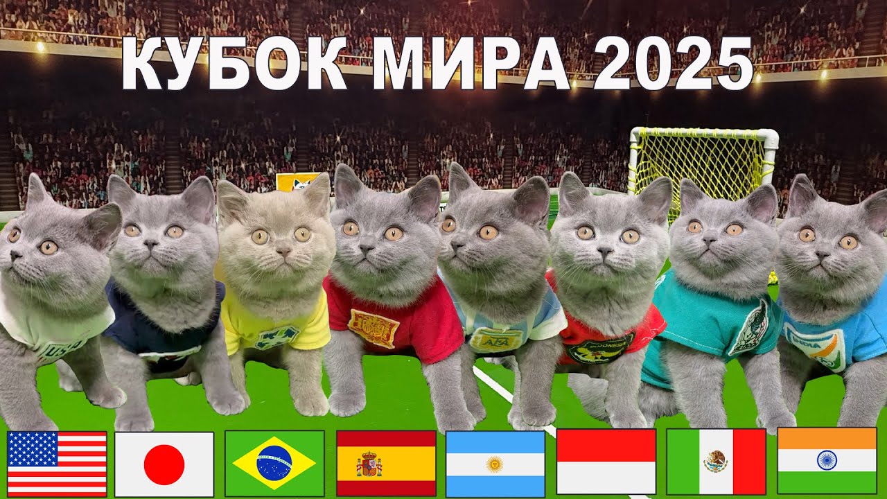 🐾⚽ Кубок Мира среди котят 2025 &mdash; большой старт уже в июле в США! 🏆🇺🇸Представляет канал 
