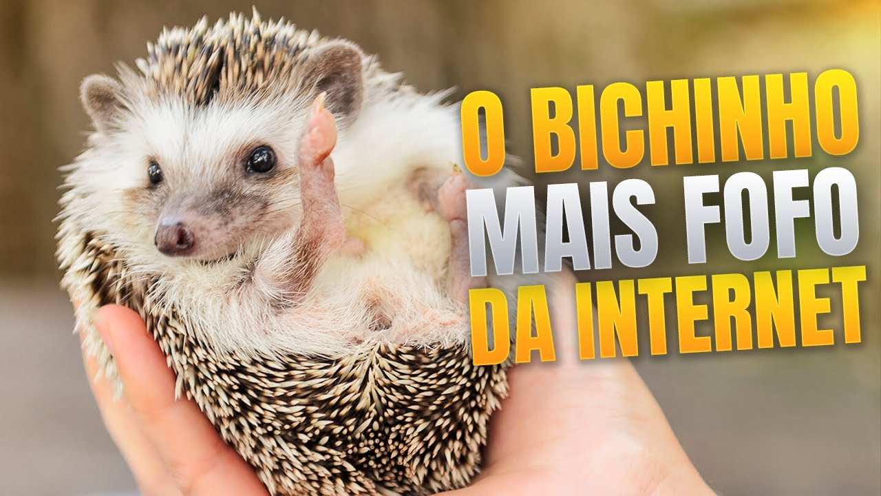 TUDO SOBRE O ouri&ccedil;o pigmeu africano - HEDGEHOG