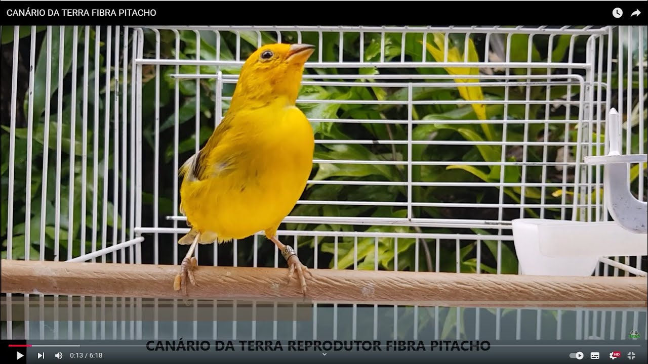 CANÁRIO DA TERRA CANTO ESTALO FIBRA