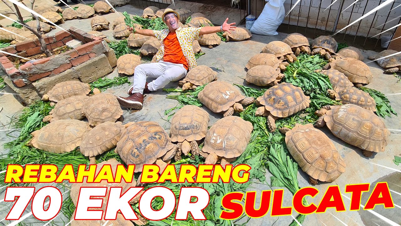 INI SIH G!LA !! KASIH MAKAN 70 EKOR SULCATA RAKSASA SEKALIGUS