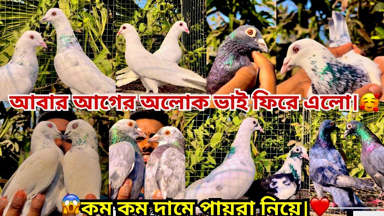 আবার আগের মত ভর্তি কালেকশন আর দামও একদম কম তারাতারি নিন নাহলে পাবেন না🥰।@alok_shah 